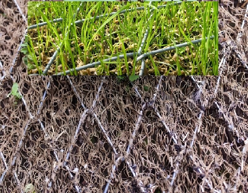 Erosion control / re-vegetation mesh