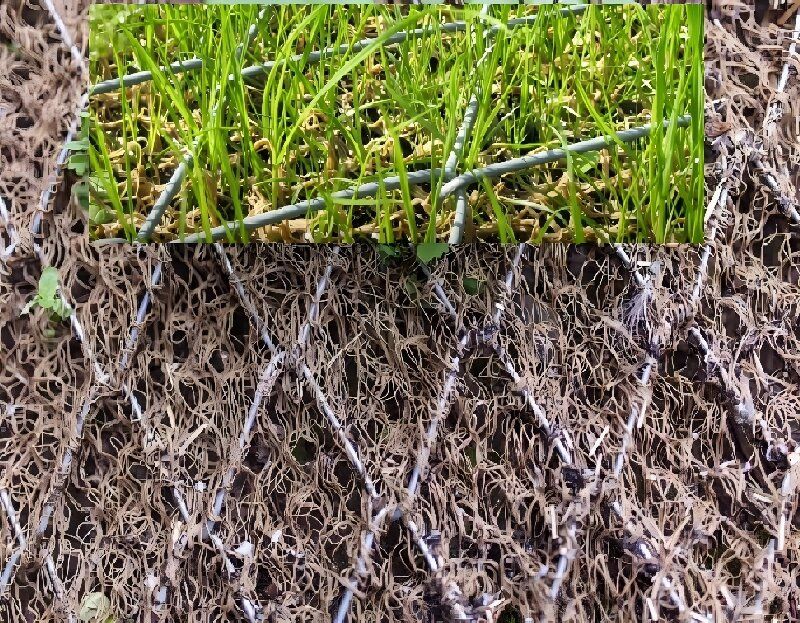 Erosion control / re-vegetation mesh